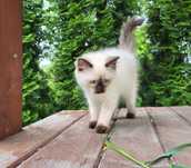 Ragdoll ragdolle ragdollowo