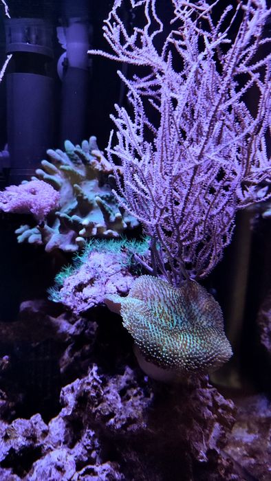 Akwarium morskie . Likwidacja . Całe życie. Koralowiec