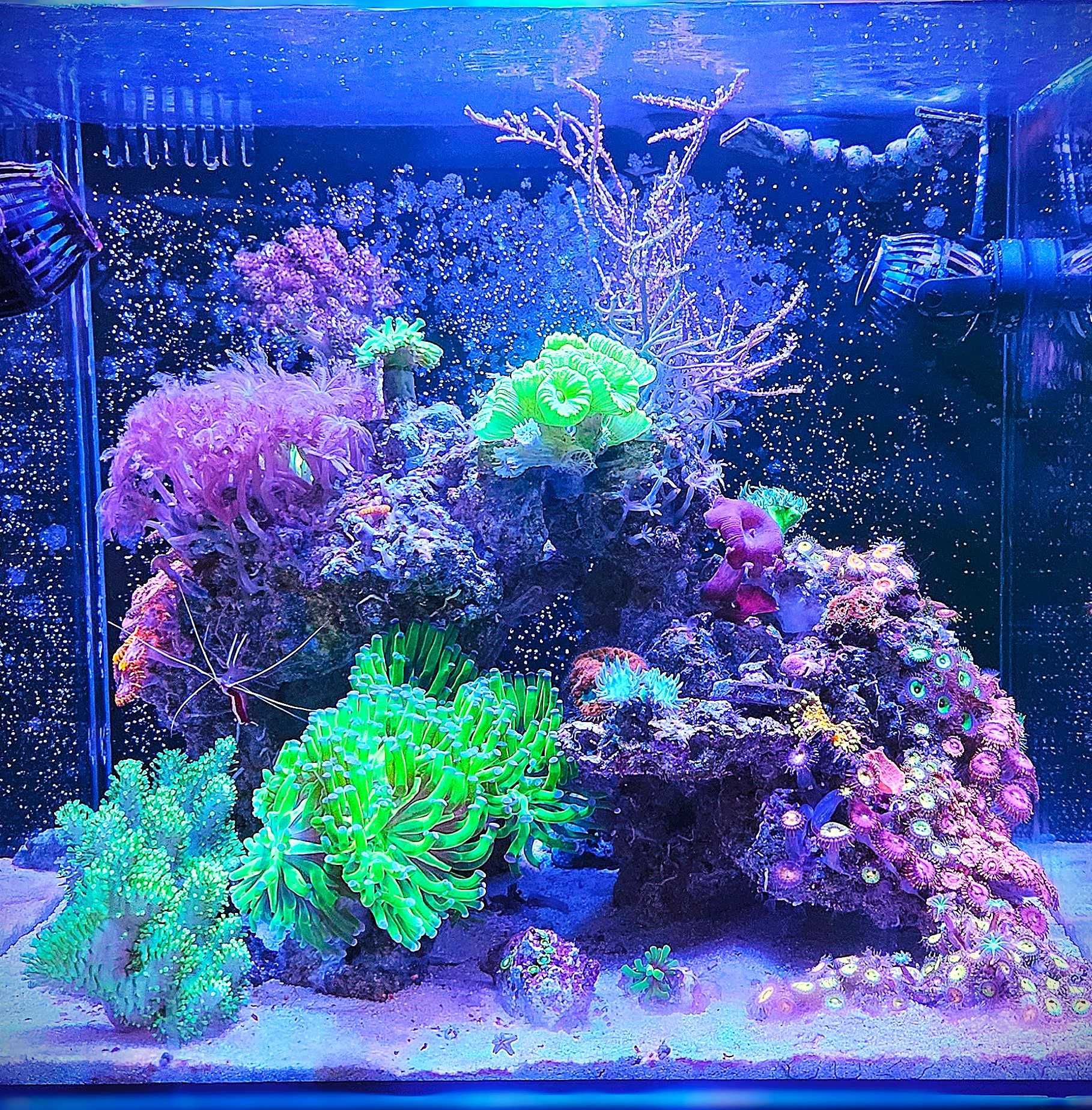 Akwarium morskie Maxspect Dice AIO Nano Cube 57L