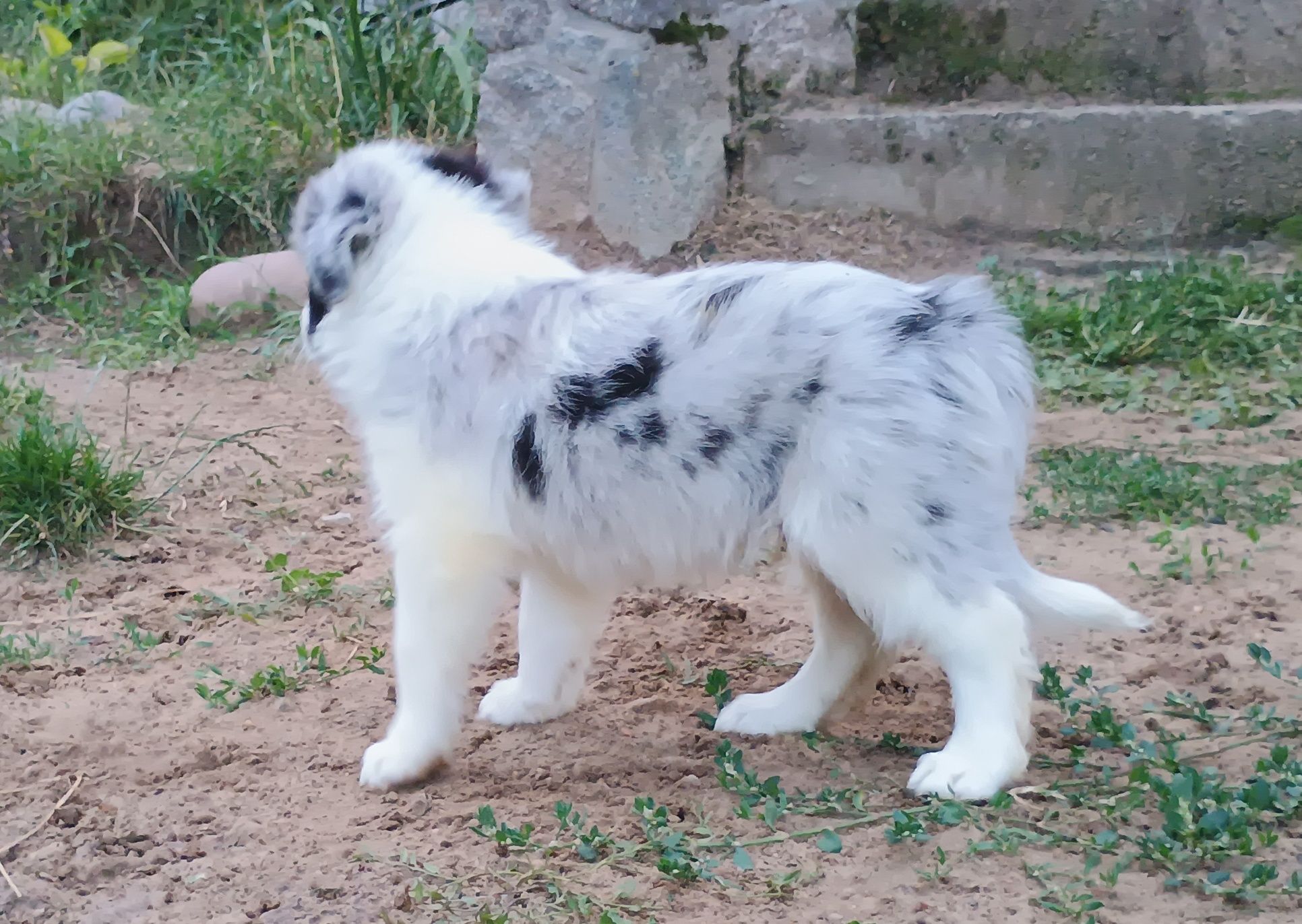 Samiec blue merle border collie metryka FCI