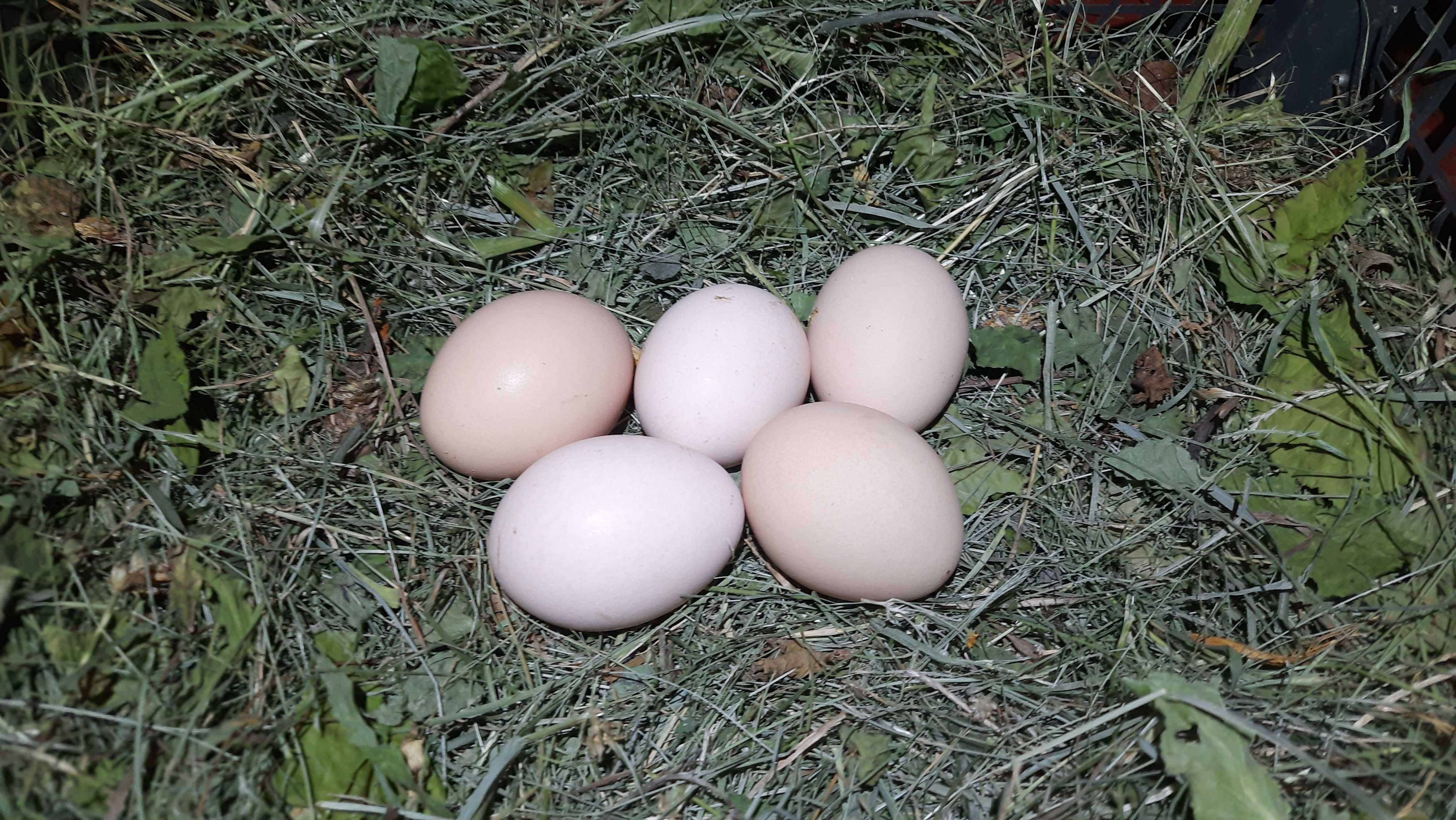 Яйця курячі для інкубатора.Порода Домінант та Ломан Браун.