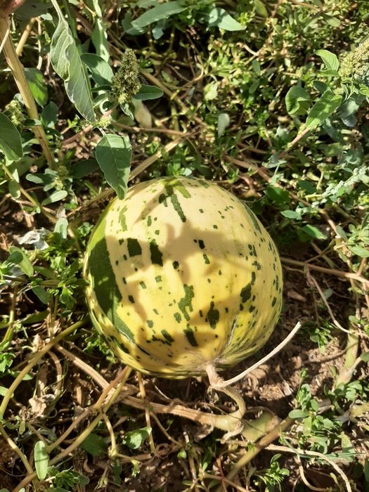 Насіння дині сорту Діно