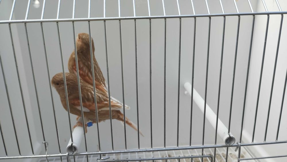 Canários pheos vermelho mosaico