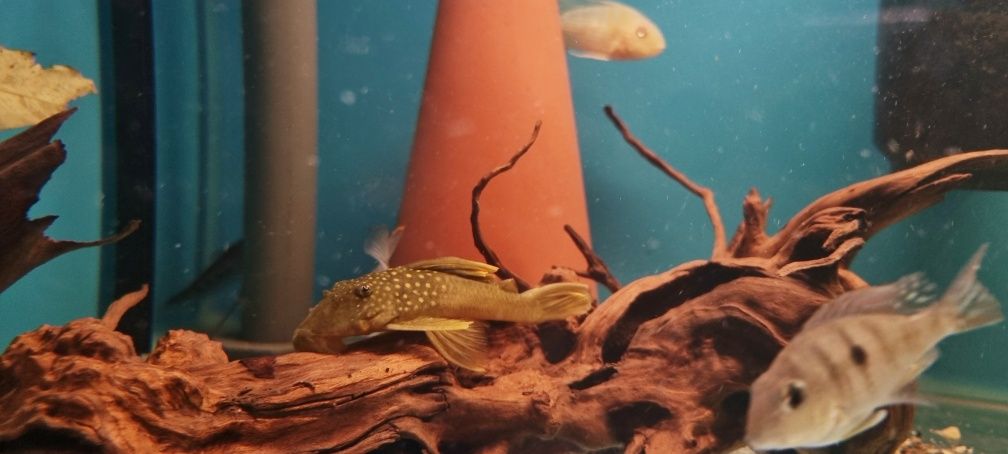 Zbrojnik L200 green phantom (Hemiancistrus subviridis) odłów f0