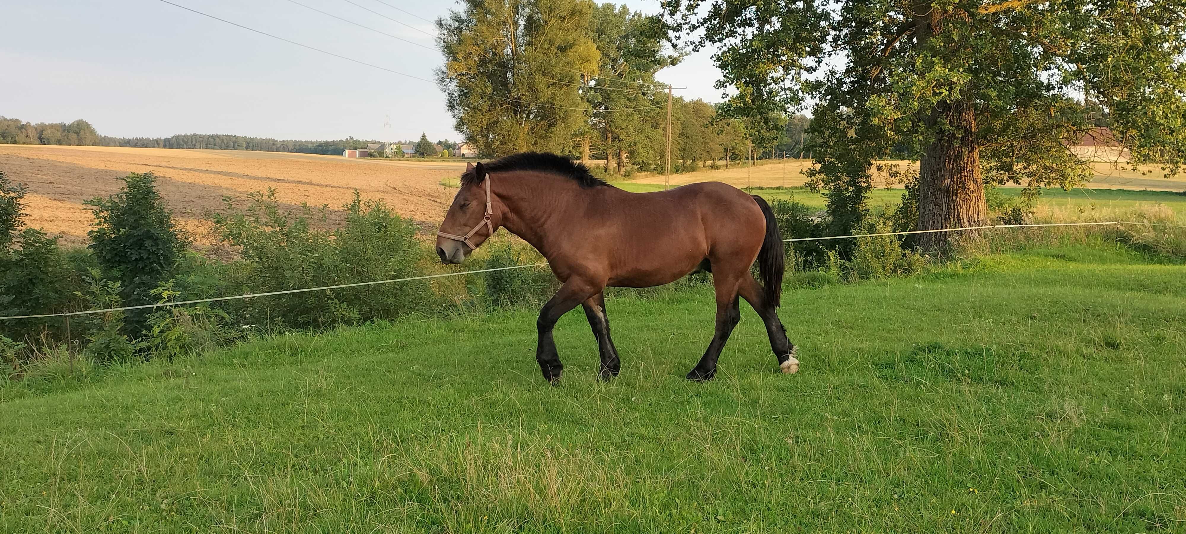 Sprzedam ogierki zimnokrwiste