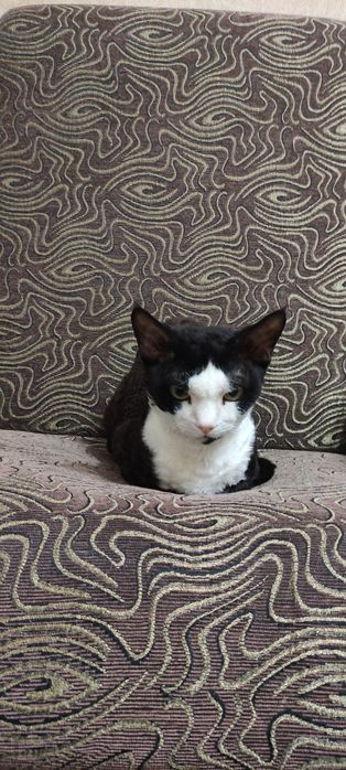 Кот Вязка  Девон Рекс