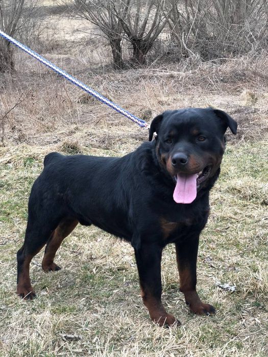 Великий ротвейлер в'язка