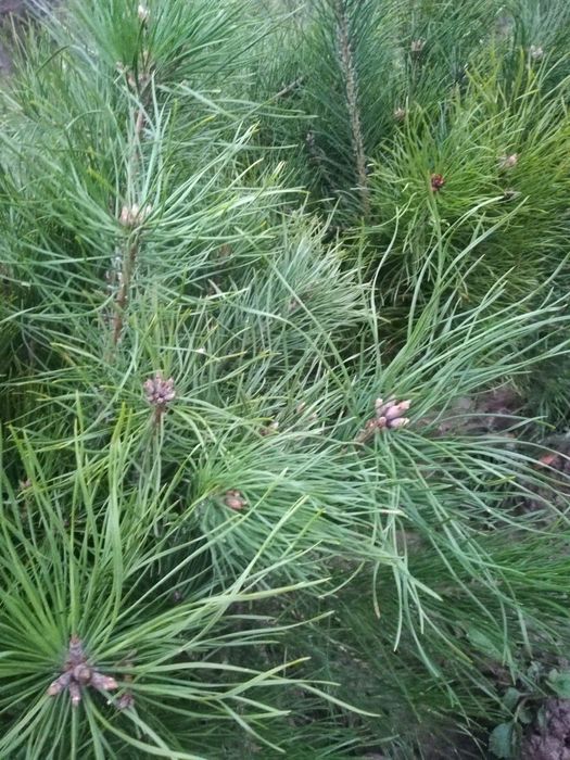 Sadzonki sosny cała Polska / sadzonki drzew leśnych podkarpackie