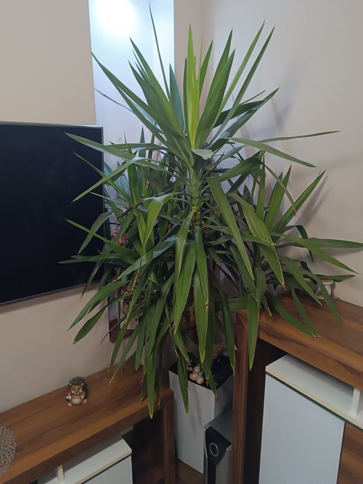 Duża Juka w doniczce