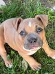 American bully suczka pocket