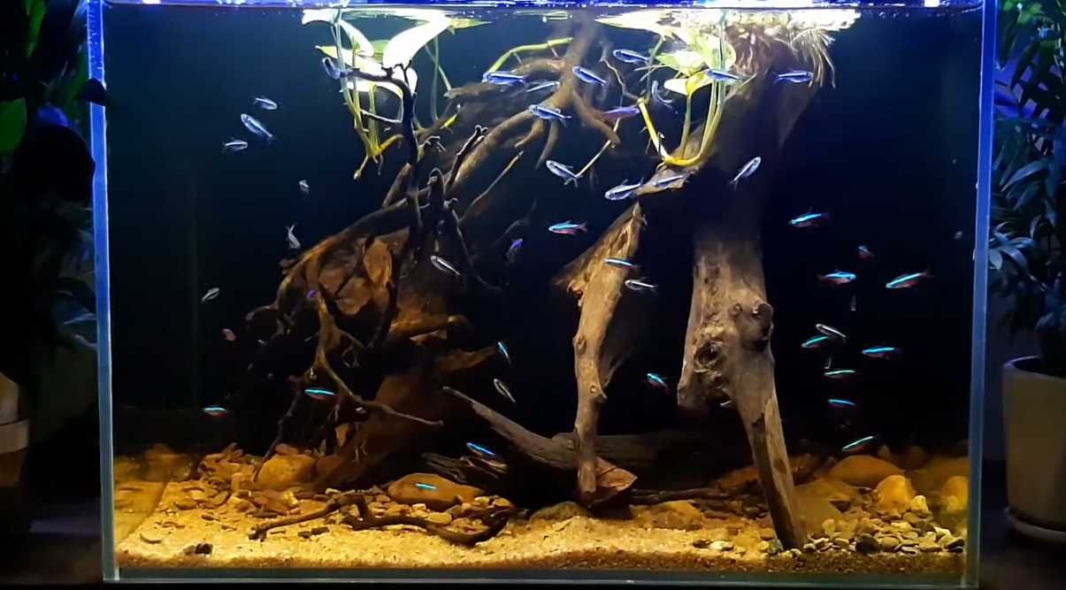 Tetra neon negro