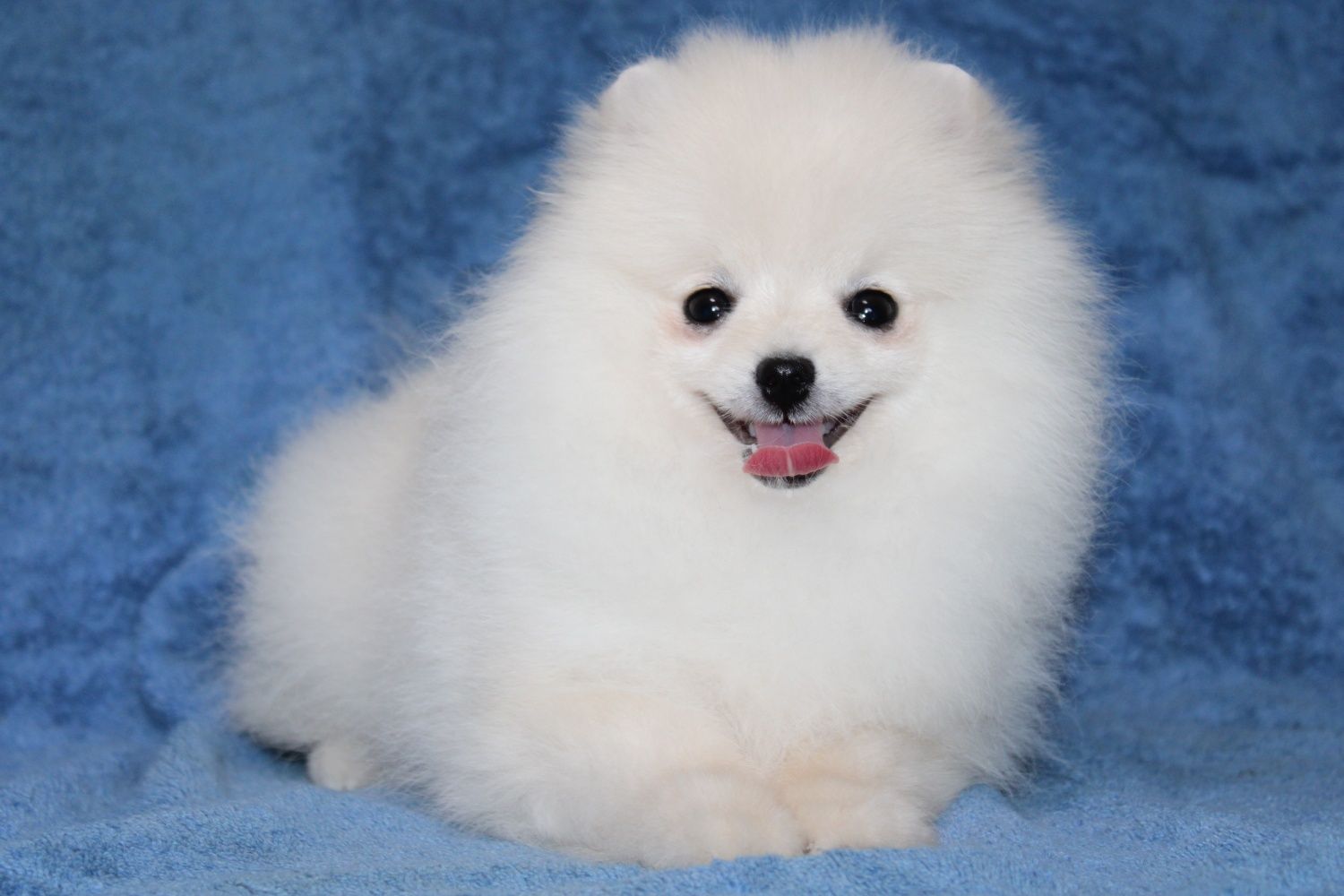 FCI POMERANIAN female Померанський шпіц КСУ документи хлопчик