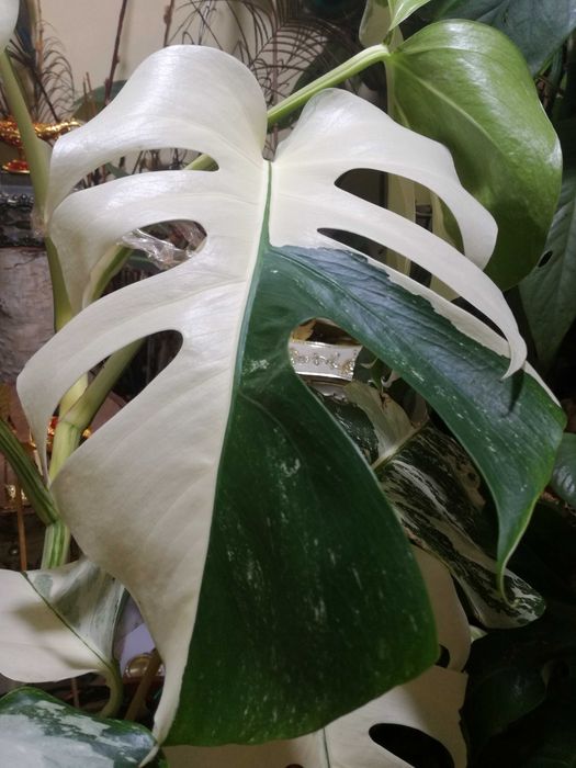 Monstera Albo Variegata philodendron roślina potwór
