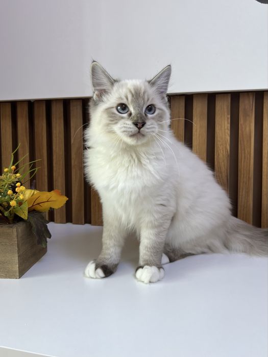 Kocurek Ragdoll , rodowod FPL.