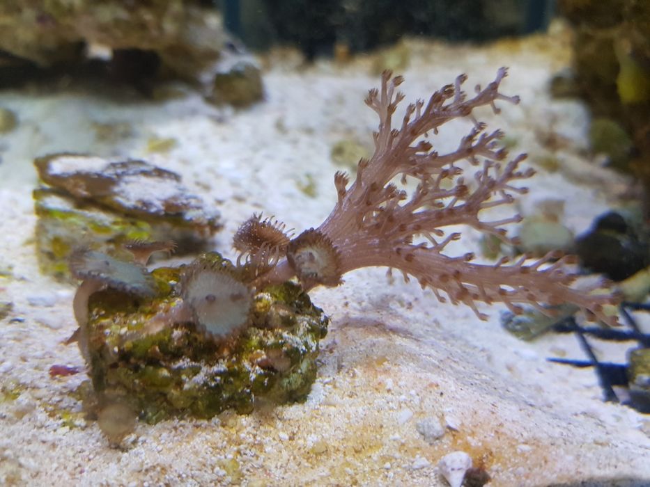 Capnela Kenya tree miekki koralowiec oraz zoantusy