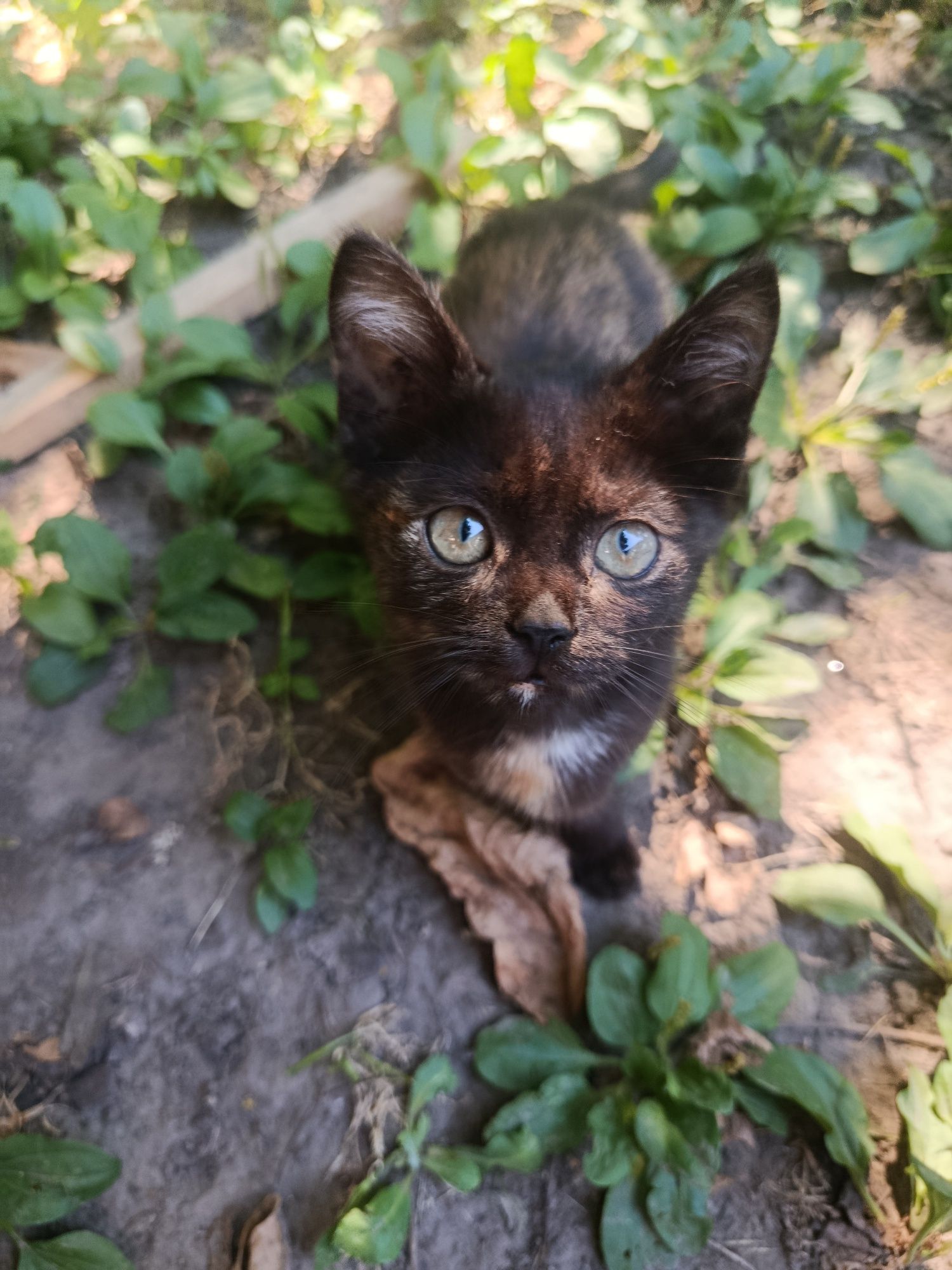 Віддам кошенят в добрі руки