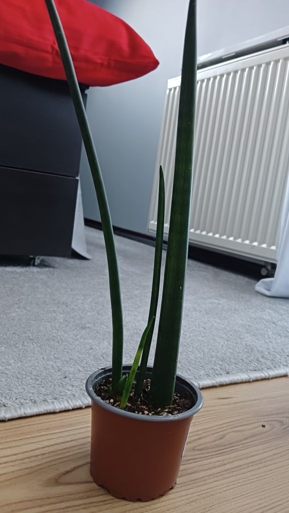 Sansevieria cylindryczna