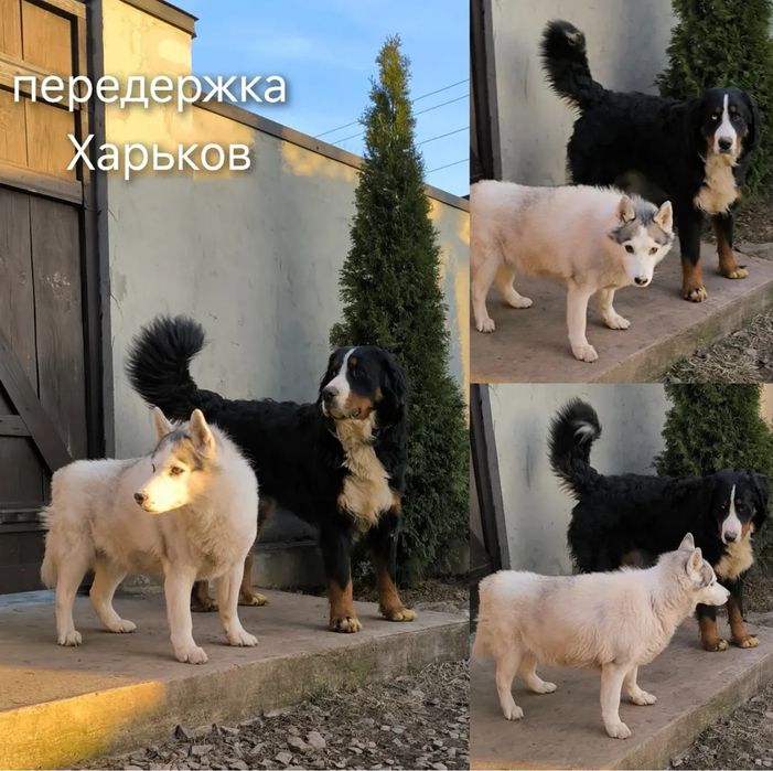 Передержка собак