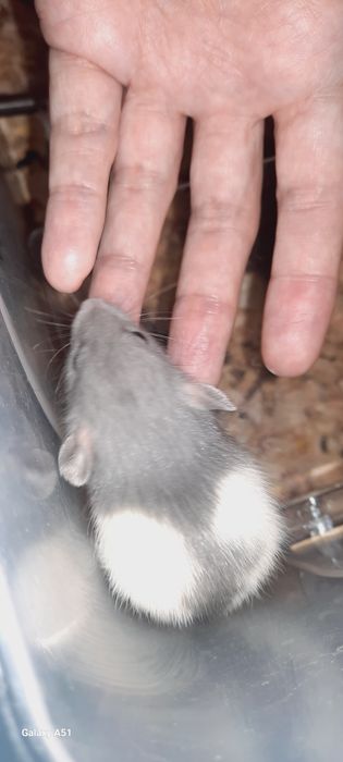 Крысята Дамбо красивого окраса. Рекс