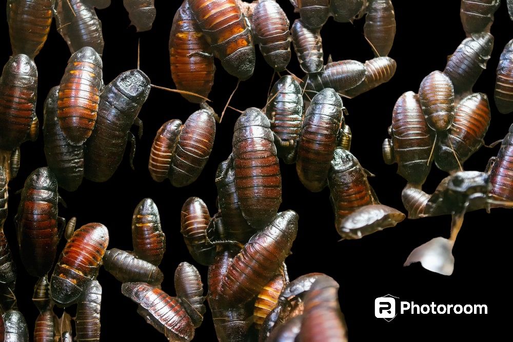 Таракан декоративный шипящий