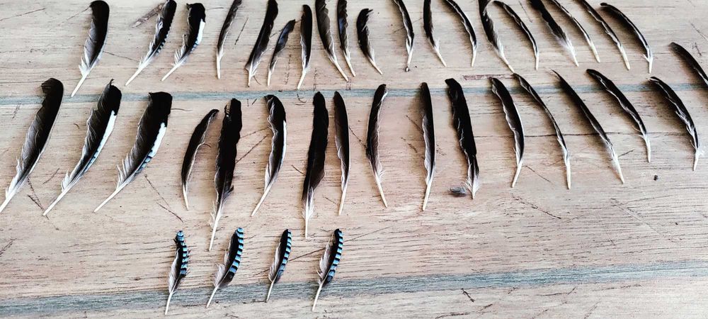 Pióra sójki, ozdne, lotki, sterówki 40 sztuk. Bardzo ładne.