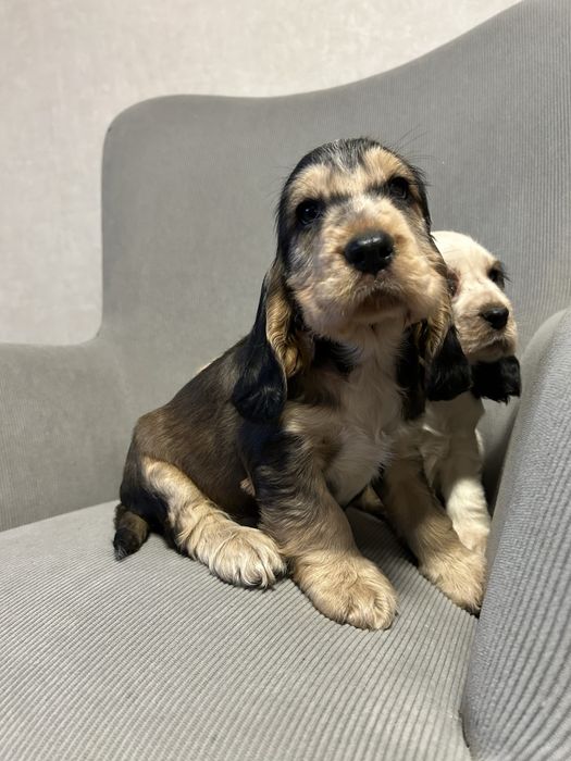 Piesek Cocker Spaniel Angielski