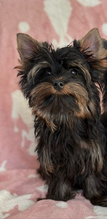 Yorkshire Terrier
