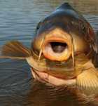 Narybek karpia Karp