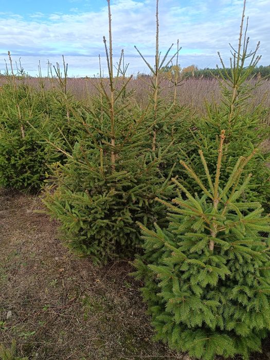 Choinki z własnej plantacji