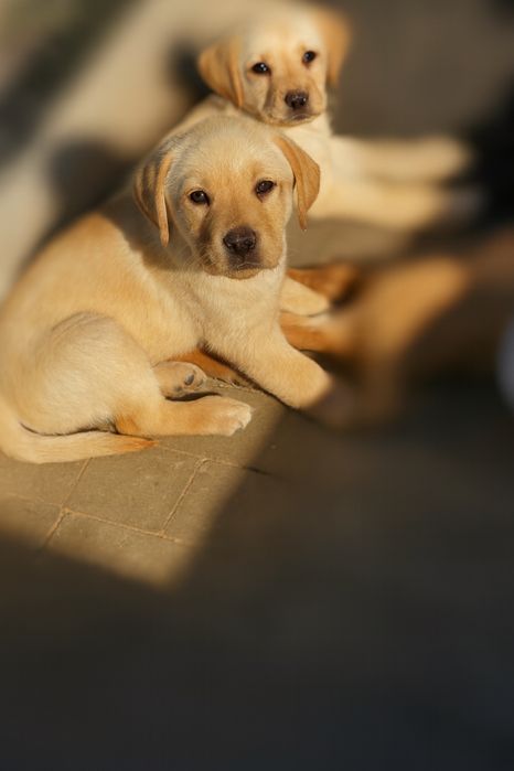 Labrador retriver piekna suczka po Championie