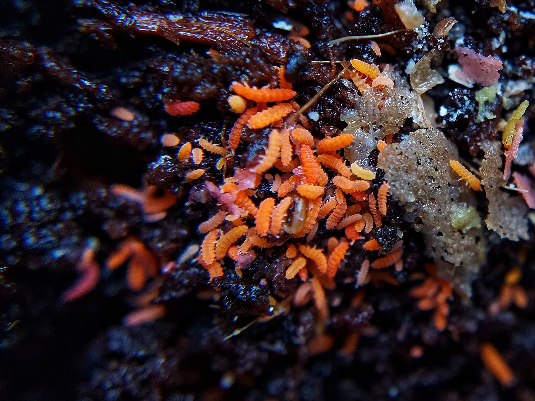 Czerwone / pomarańczowe skoczogonki Red orange Ekipa sprzątająca