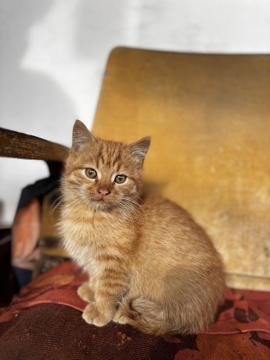 Два котика у добрі руки безкоштовно