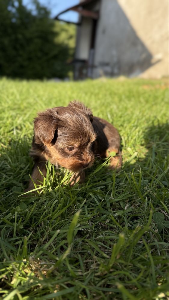 York chocotan piesek (chlopczyk )