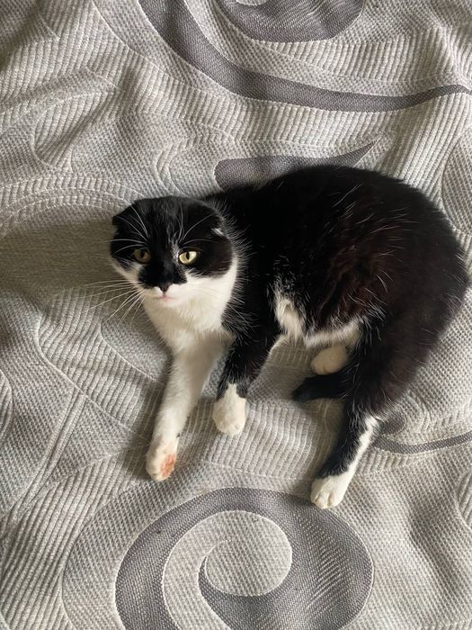 Шотландська висловуха кішка Марго шукає дім