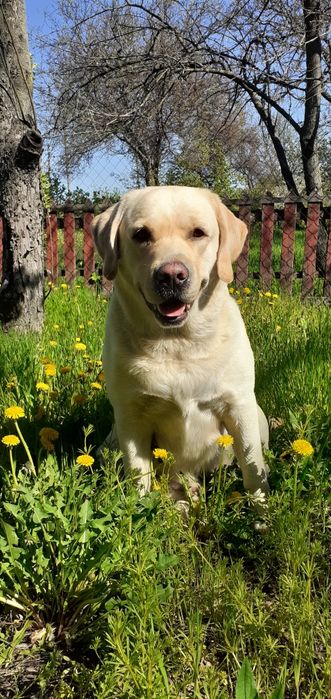 Вязка лабрадора !!!