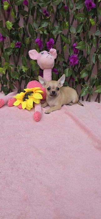 Chihuahua  femea mini