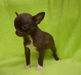 Chihuahua mini suczka krótkowłosa Daisy
