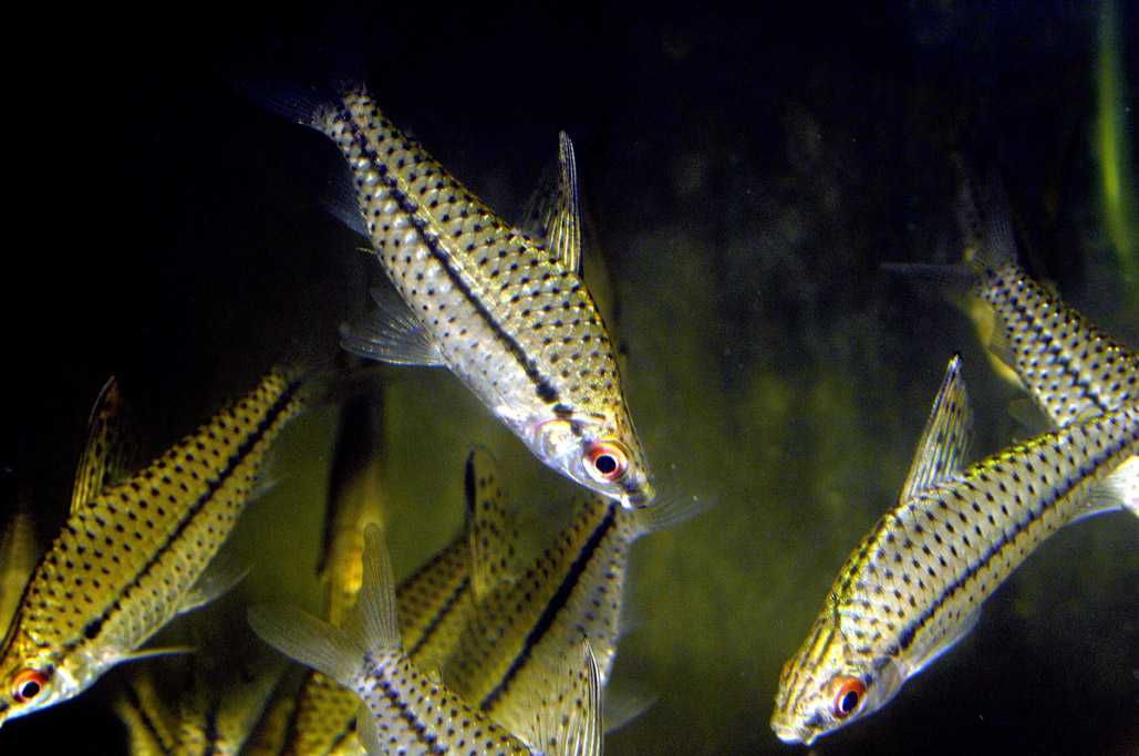 Stojaczek punktowany - Chilodus punctatus - dowóz, wysyłka