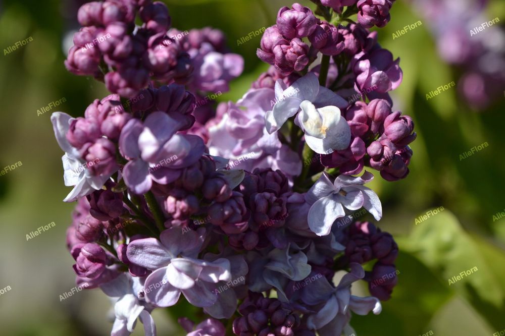 Bez, Lilak pospolity 'Katherine Havemeyer' (Syringa vulgaris) P13