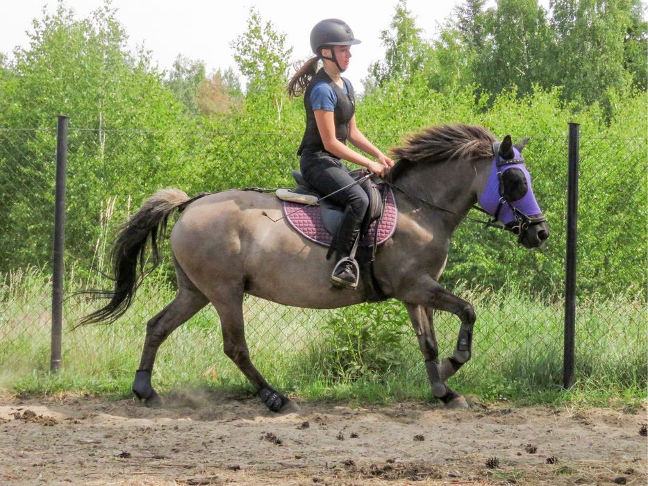 Klacz konik polski do ambitnej rekreacji lub małego sportu