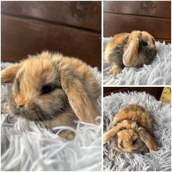 Króliczki Mini Lopki