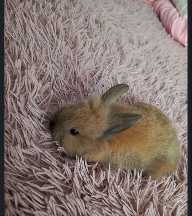 Królik miniaturka