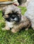 Shih tzu Piękny Piesek Gotowy do odbioru !