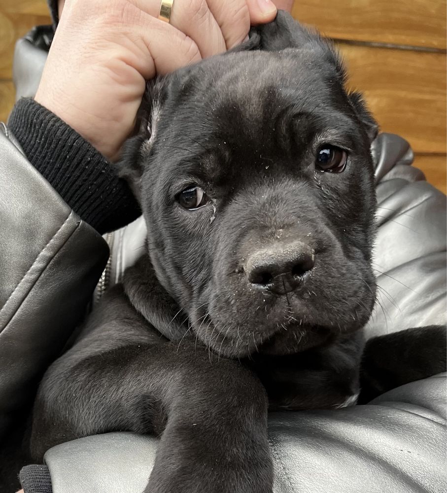 Cane Corso suczka