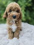 Piesek  maltipoo f1b badania genetyczne pudel toy maltipoo