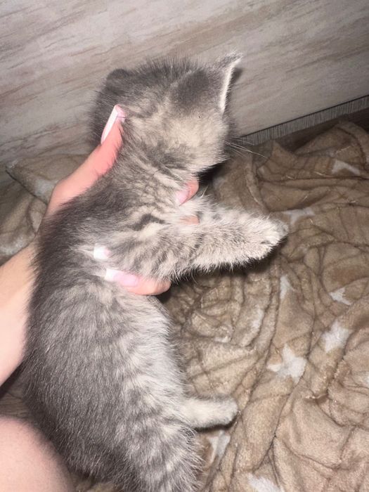 віддаю кошеня, дівчинка 1 місяць