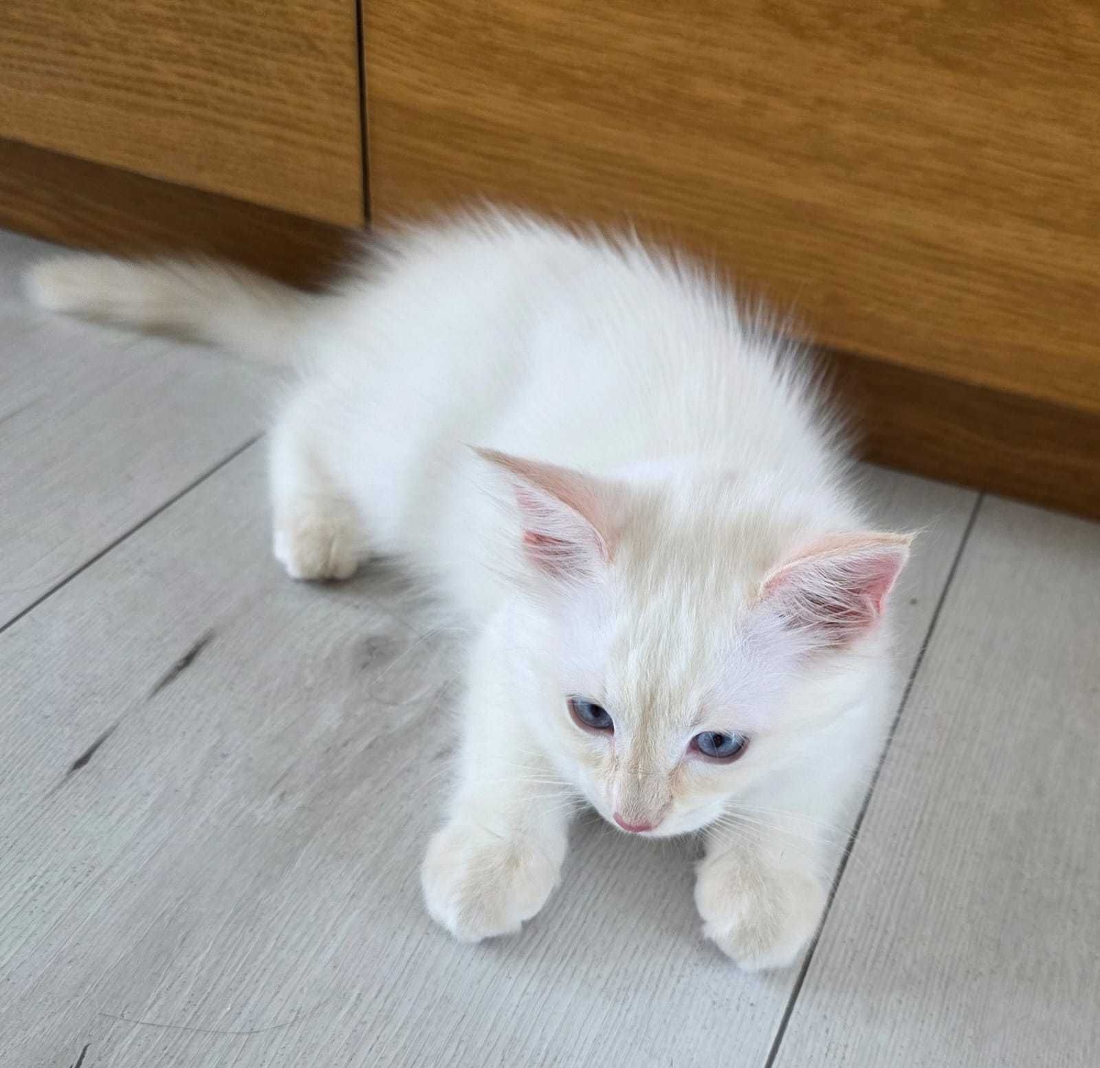Kot Rasowy Ragdoll gotowy do odbioru    Śląsk/Łaziska Górne