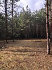 Продам земельну ділянку в лісі. 1600$