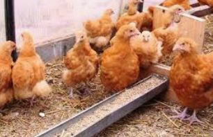 Инкубационное яйцо мастергрей Венгрия