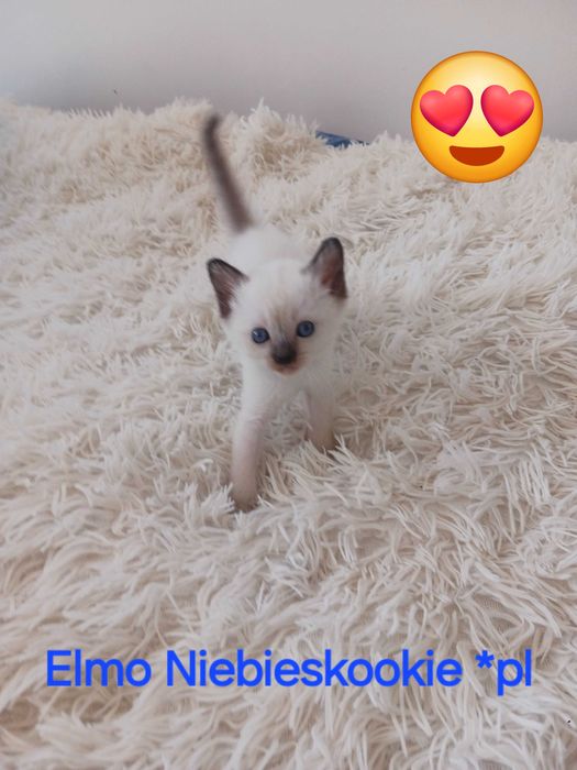 Kocurek tajski Elmo klasyczny z rodowodem WCF Niebieskookie *pl